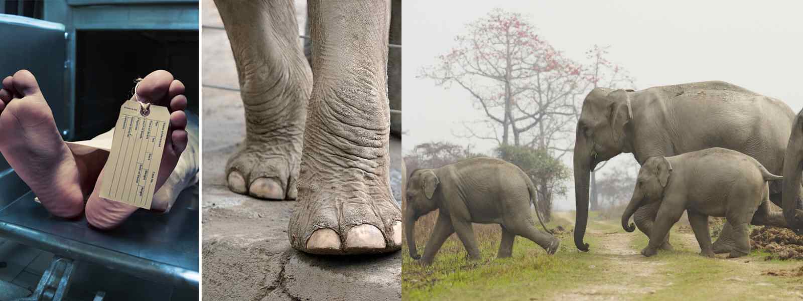අලි මිනිස් ගැටුම පාලනයට ග්‍රාමාරක්ෂක භටයින්....